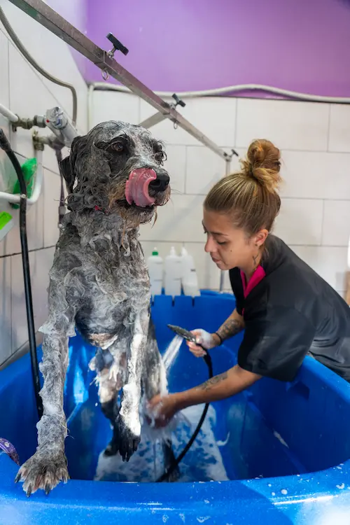 pet care & grooming