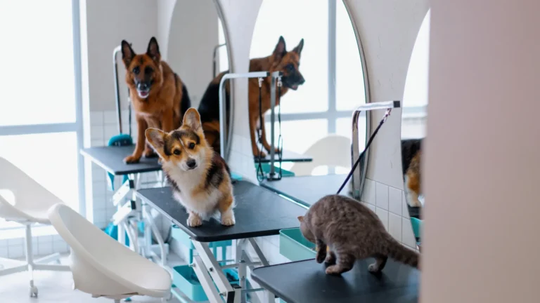 Camp Bow Wow Franchise: 2025 Cost Breakdown, Training & Owner Playbook.