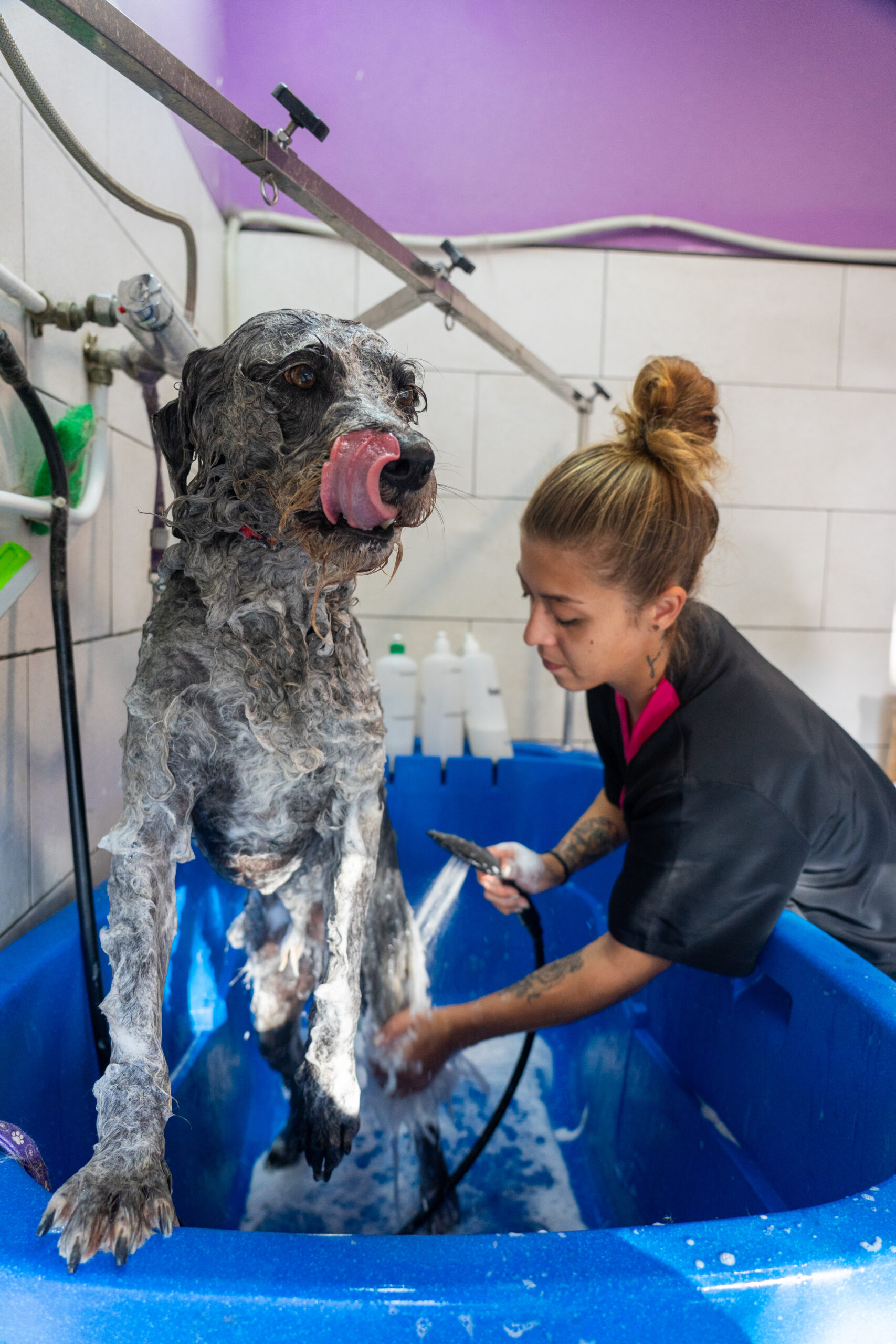 pet care & grooming