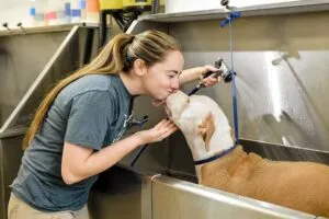 Scenthound employee caring for a dog in a bathing station