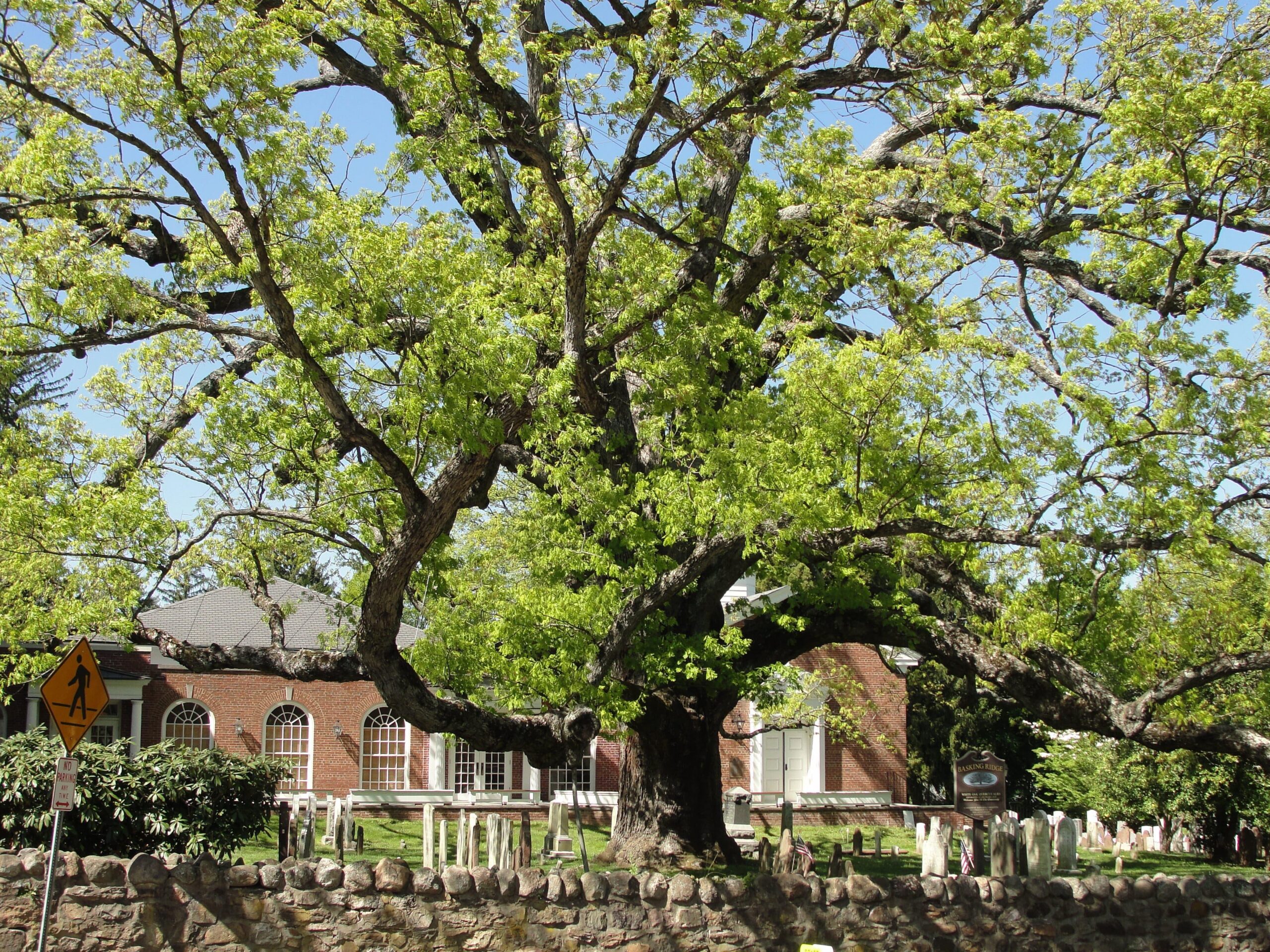 Massive white oak with wide-spreading branches — a metaphor for building a first franchise strong enough to support owning multiple franchises later