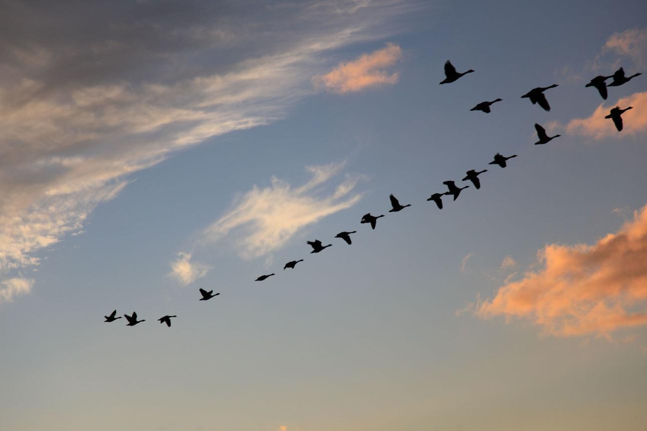 Geese flying in formation — an analogy for the leverage of a franchise business system vs. an independent busines